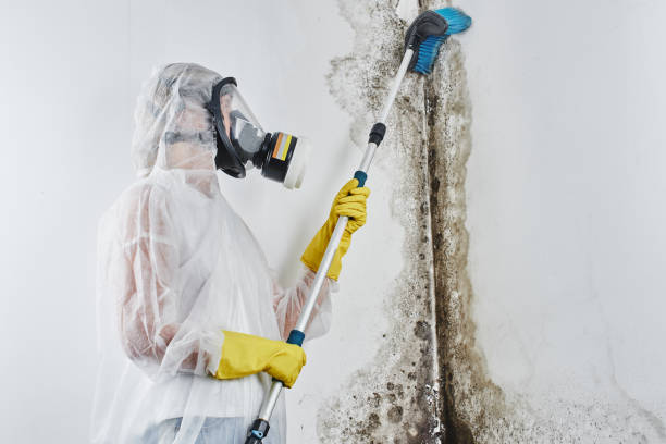 Best Emergency Mold Removal  in Hartford, CT