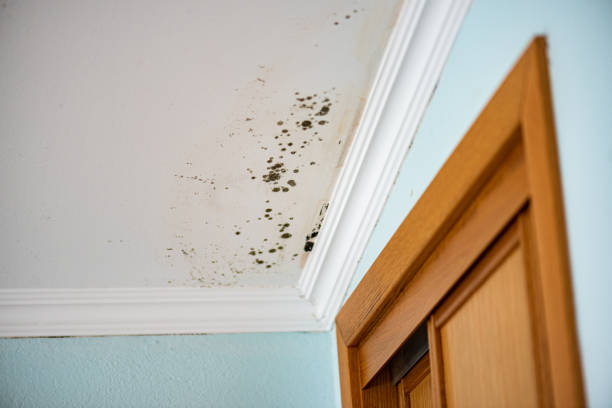 Best Attic Mold Removal  in Hartford, CT