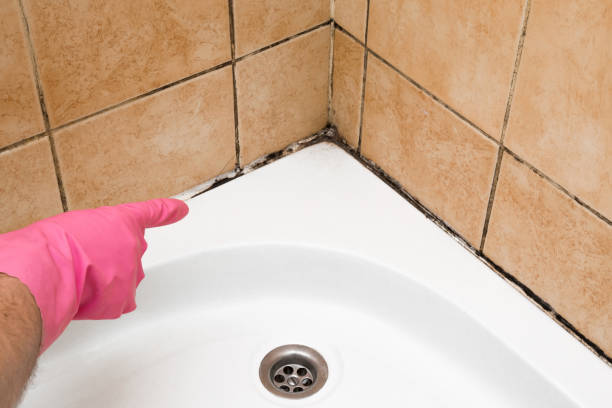 Best Toxic Mold Removal  in Hartford, CT