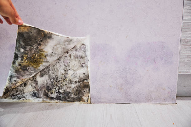 Best Professional Mold Removal  in Hartford, CT